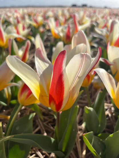 Tulipa 'Ice Stick'