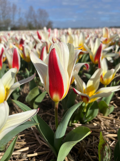 Tulipa 'Ice Stick'