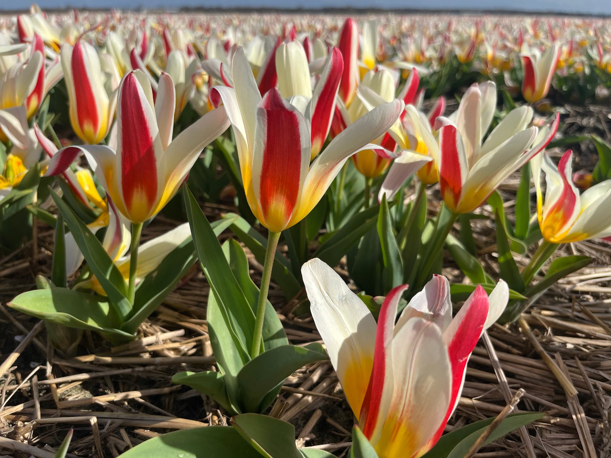 Tulipa 'Ice Stick'