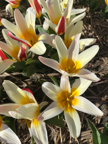 Tulipa 'Ice Stick'