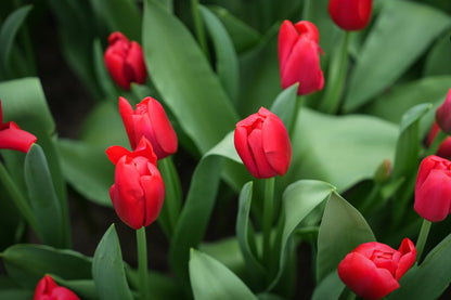 Tulipa 'Kingsblood'