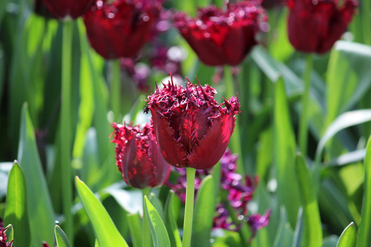 Tulipa 'Labrador'