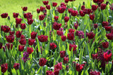 Tulipa 'Labrador'