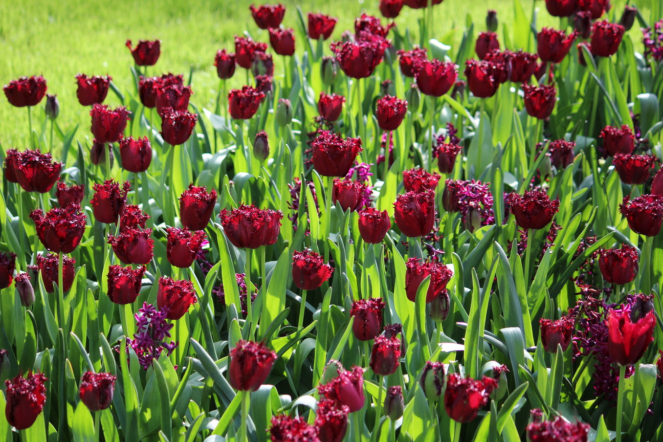 Tulipa 'Labrador'