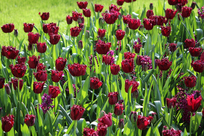 Tulipa 'Labrador'