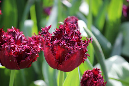 Tulipa 'Labrador'