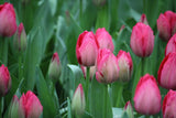 Tulipa 'Lady van Eijk'