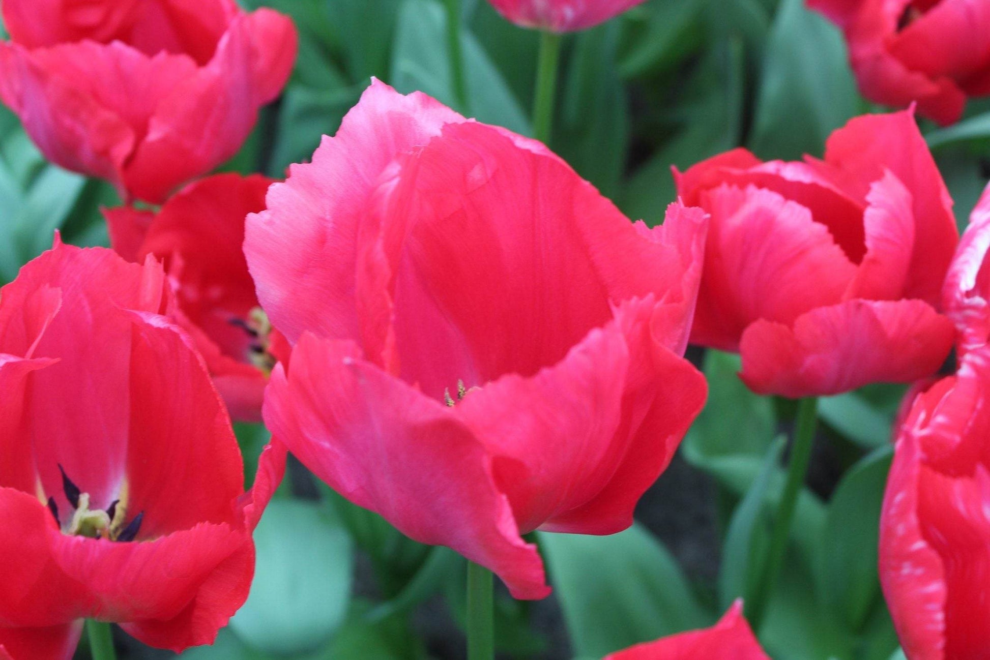 Tulipa 'Lady van Eijk'