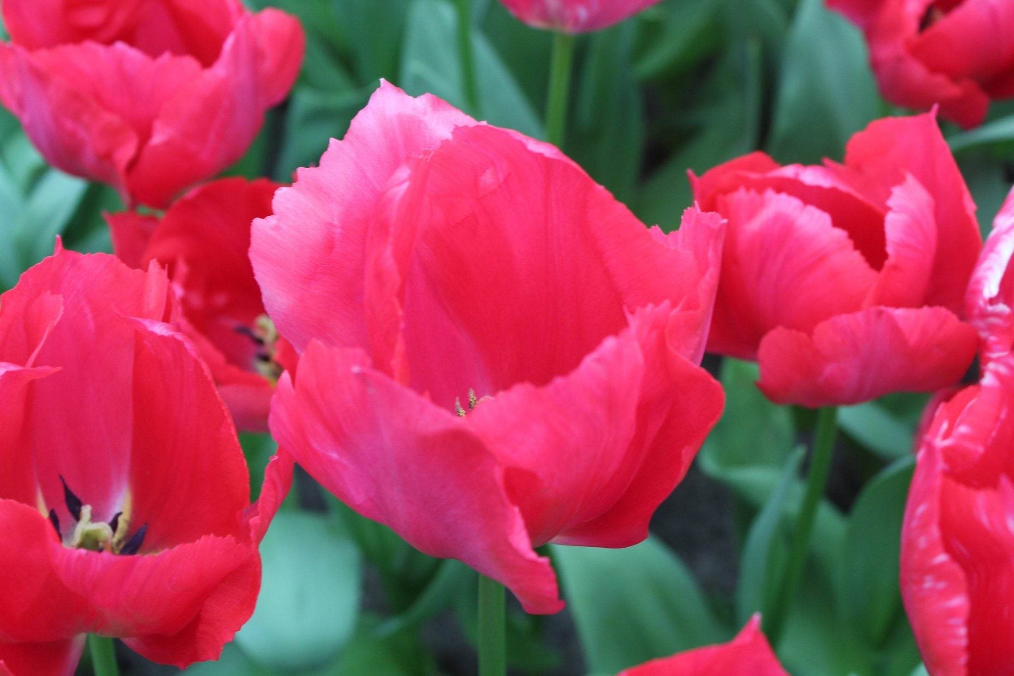 Tulipa 'Lady van Eijk'