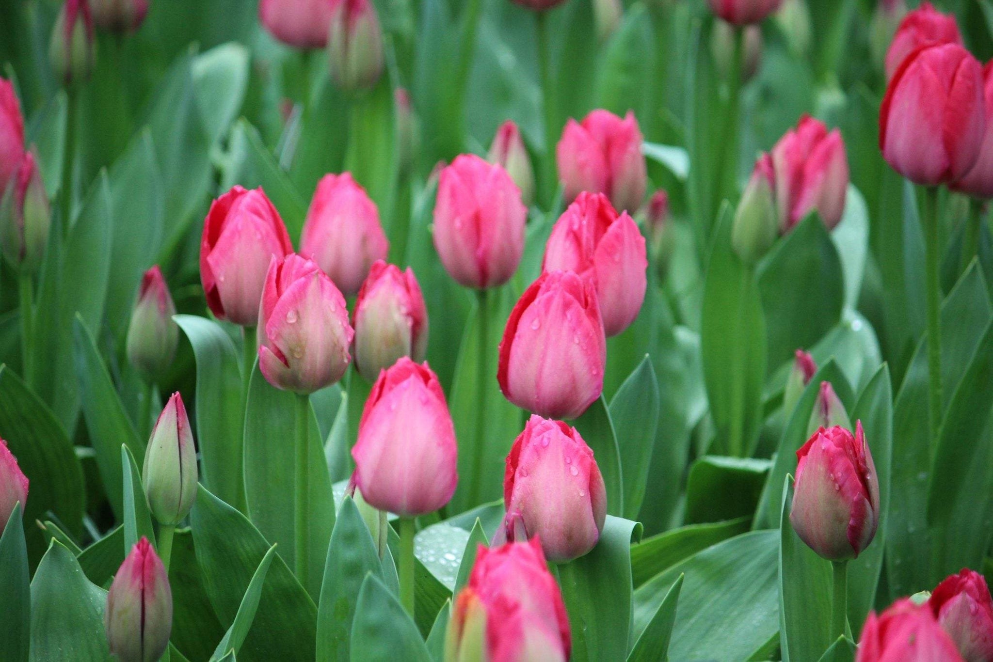 Tulipa 'Lady van Eijk'