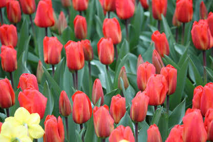 Tulipa 'Lalibela'