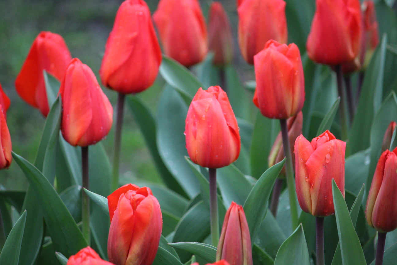 Tulipa 'Lalibela'