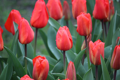 Tulipa 'Lalibela'