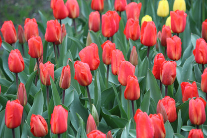 Tulipa 'Lalibela'