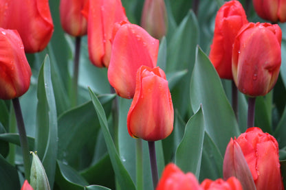 Tulipa 'Lalibela'