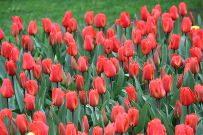 Tulipa 'Lalibela'