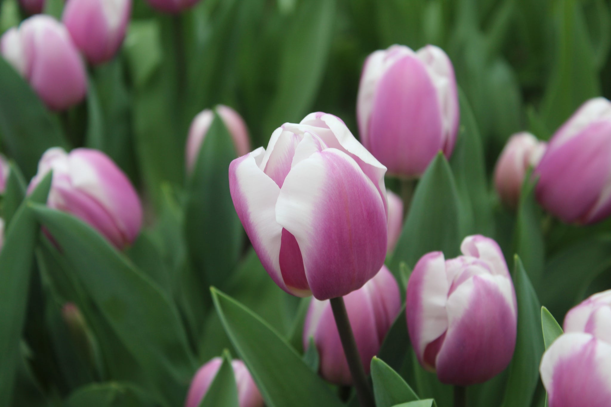 Tulipa 'Librije'