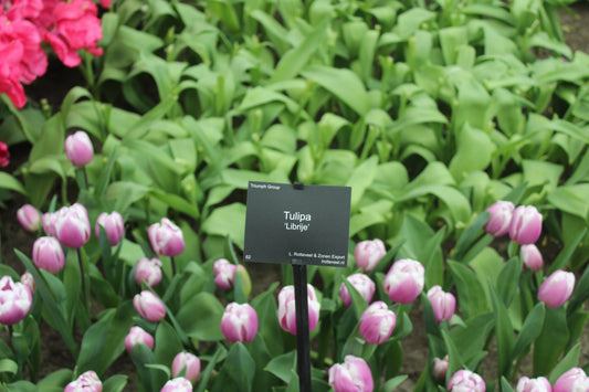 Tulipa 'Librije'