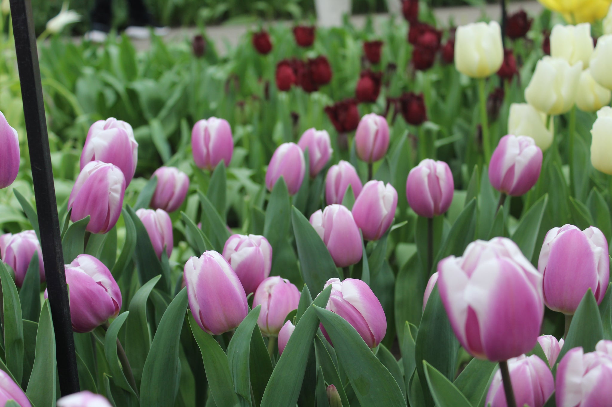 Tulipa 'Librije'
