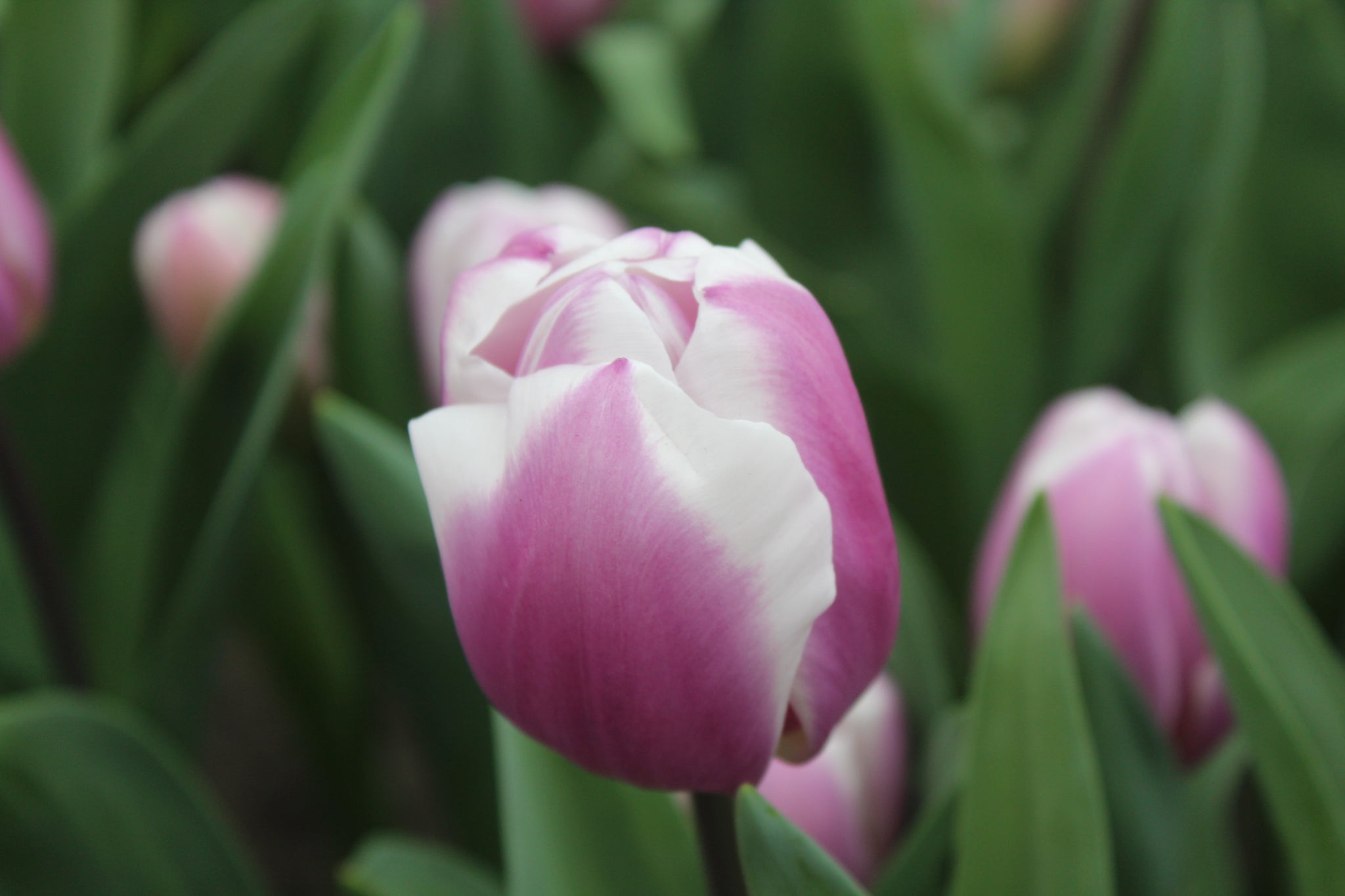 Tulipa 'Librije'