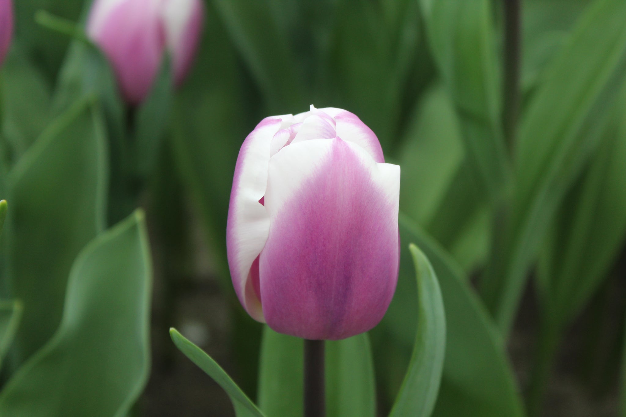 Tulipa 'Librije'