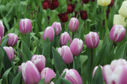 Tulipa 'Librije'