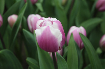 Tulipa 'Librije'
