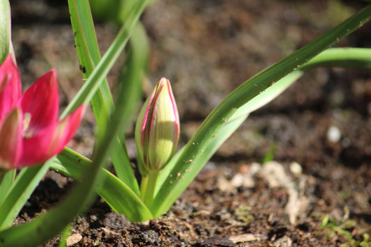 Tulipa 'Little Beauty'