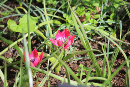 Tulipa 'Little Beauty'