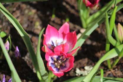 Tulipa 'Little Beauty'