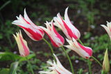 Tulipa 'Marilyn'
