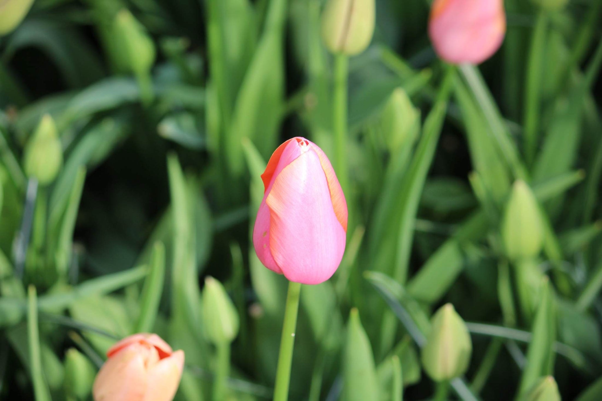 Tulipa 'Menton'