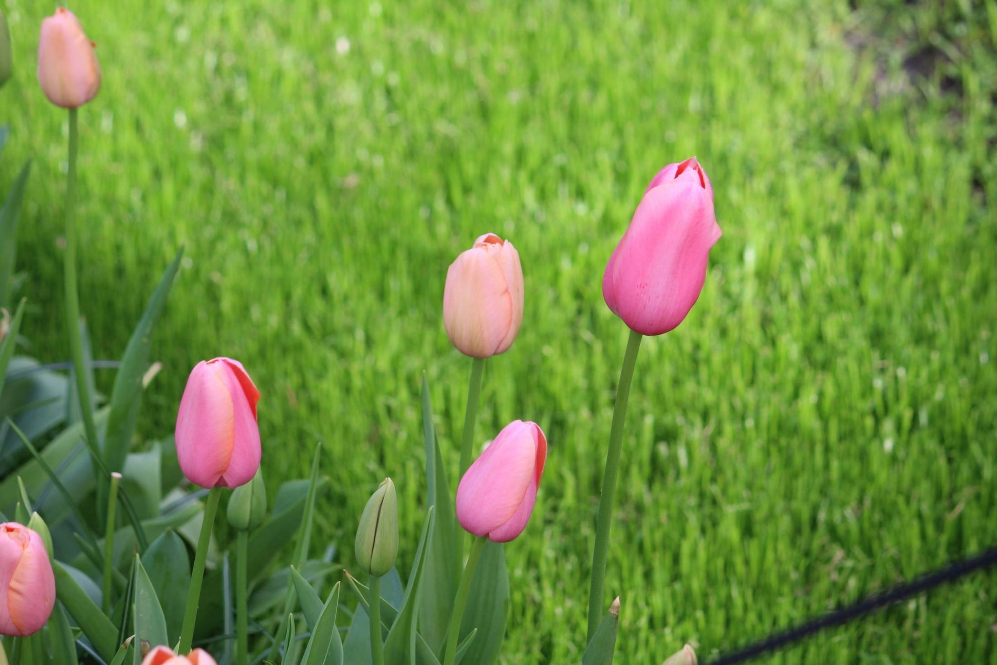 Tulipa 'Menton'