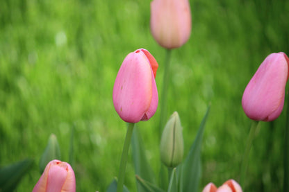 Tulipa 'Menton'