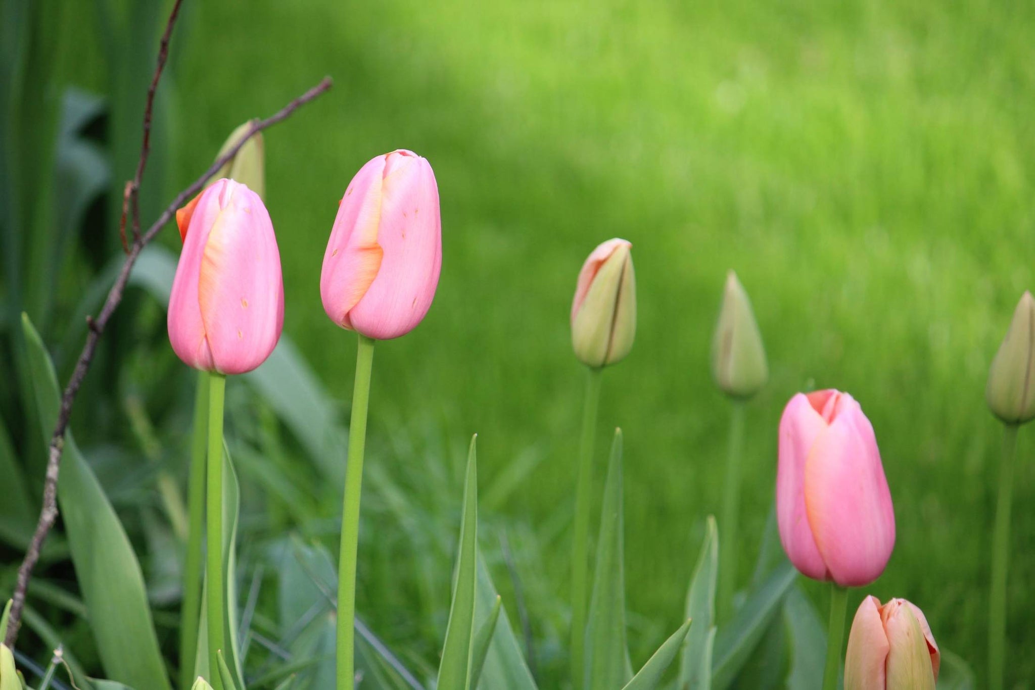 Tulipa 'Menton'