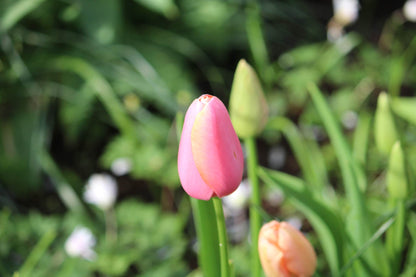 Tulipa 'Menton'