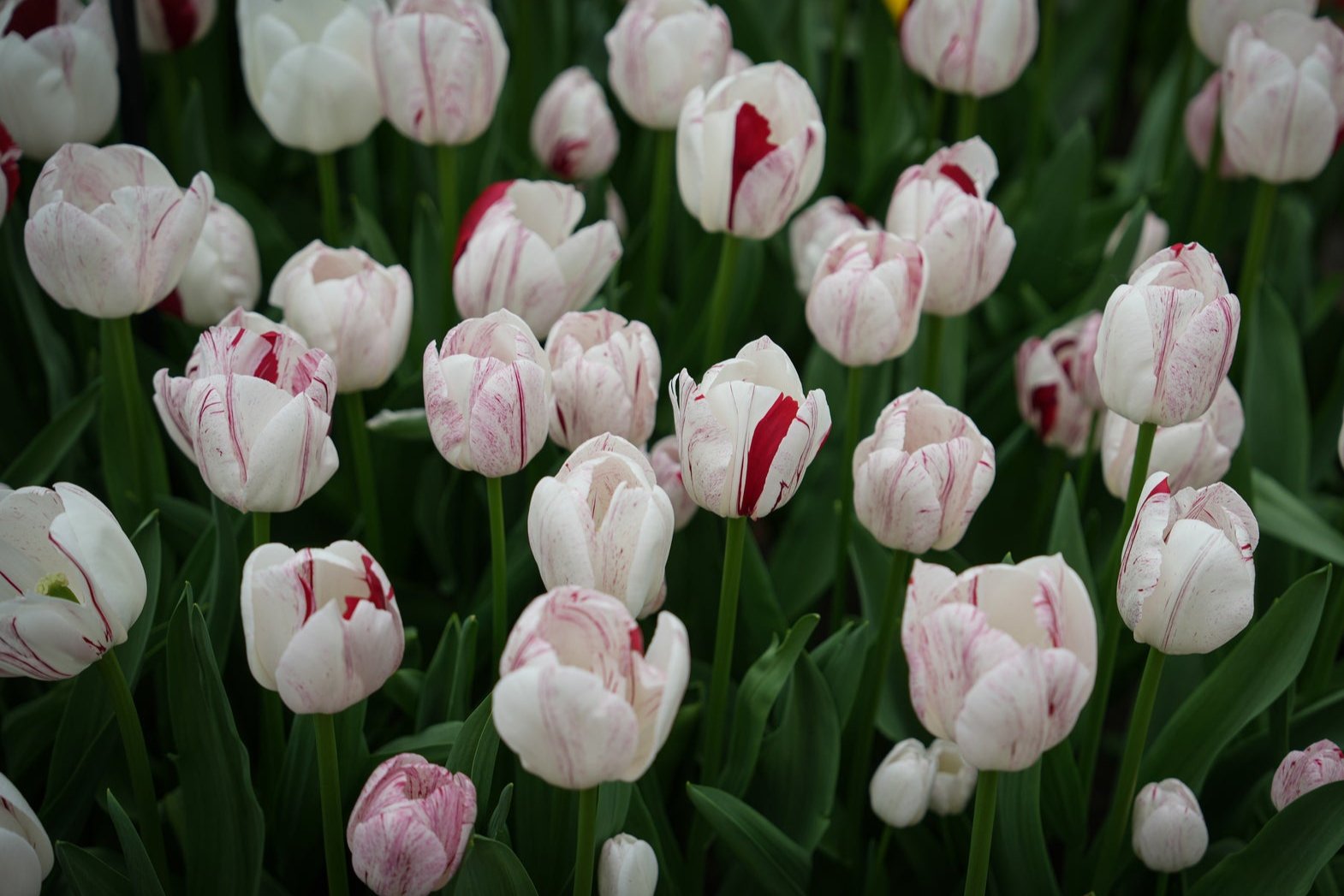 Tulipa 'Merel Delight'