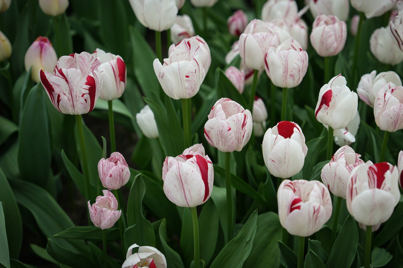 Tulipa 'Merel Delight'