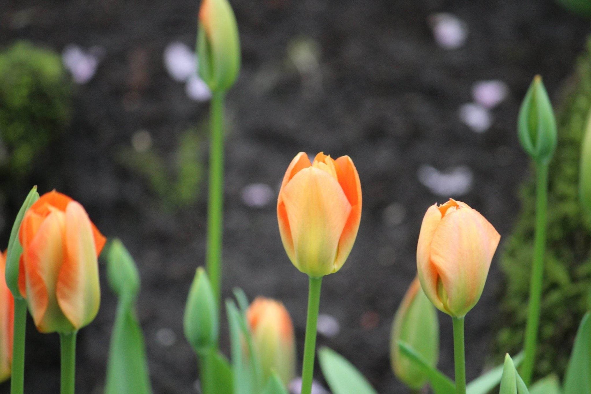 Tulipa 'Orange Emperor'