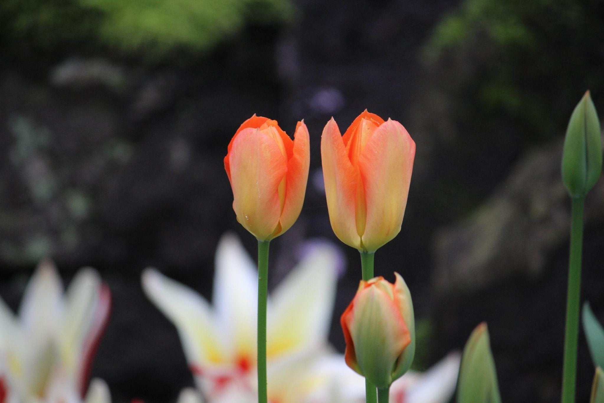 Tulipa 'Orange Emperor'