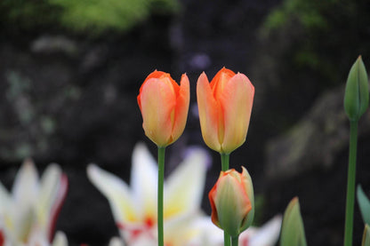 Tulipa 'Orange Emperor'