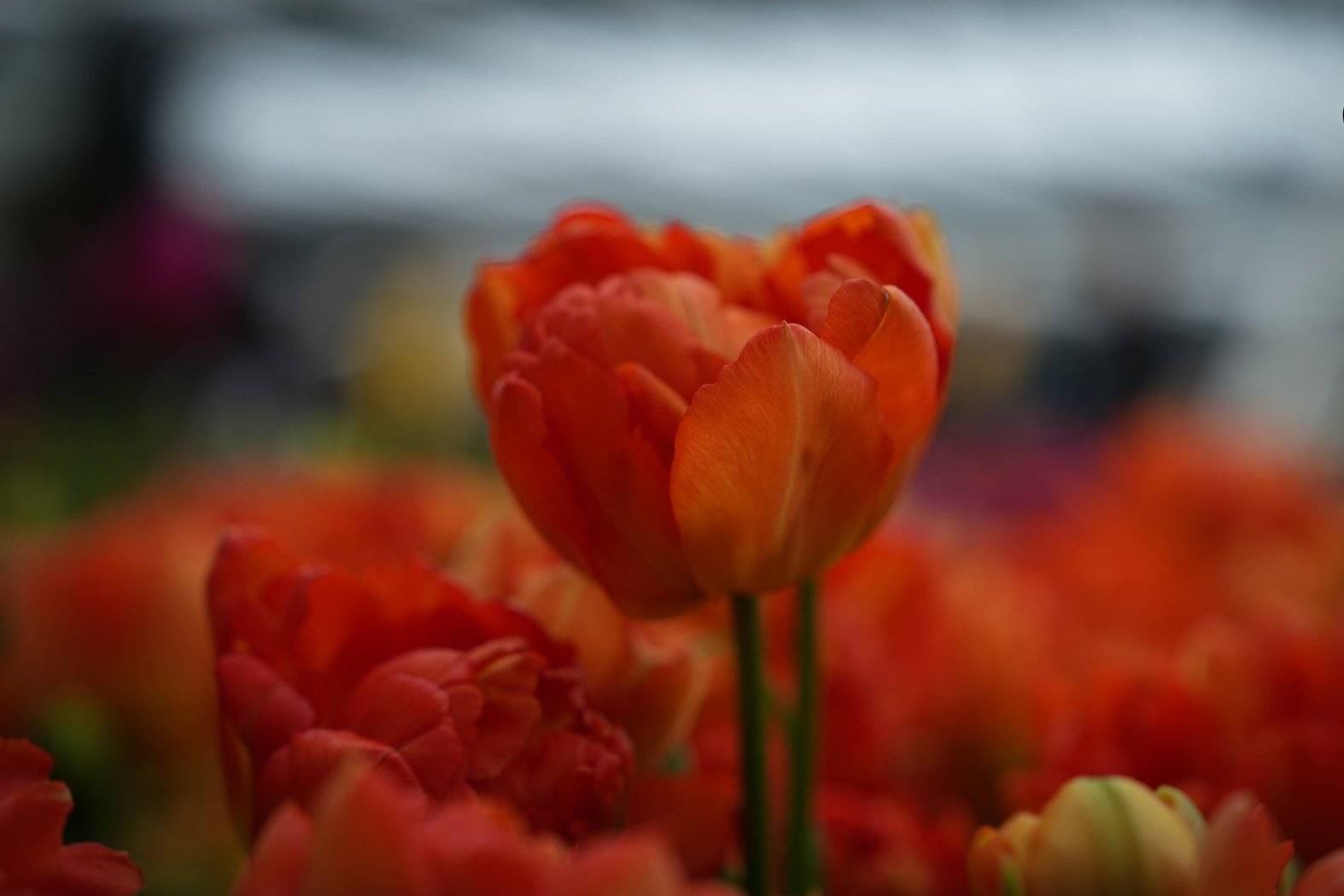 Tulipa 'Orange Princess'