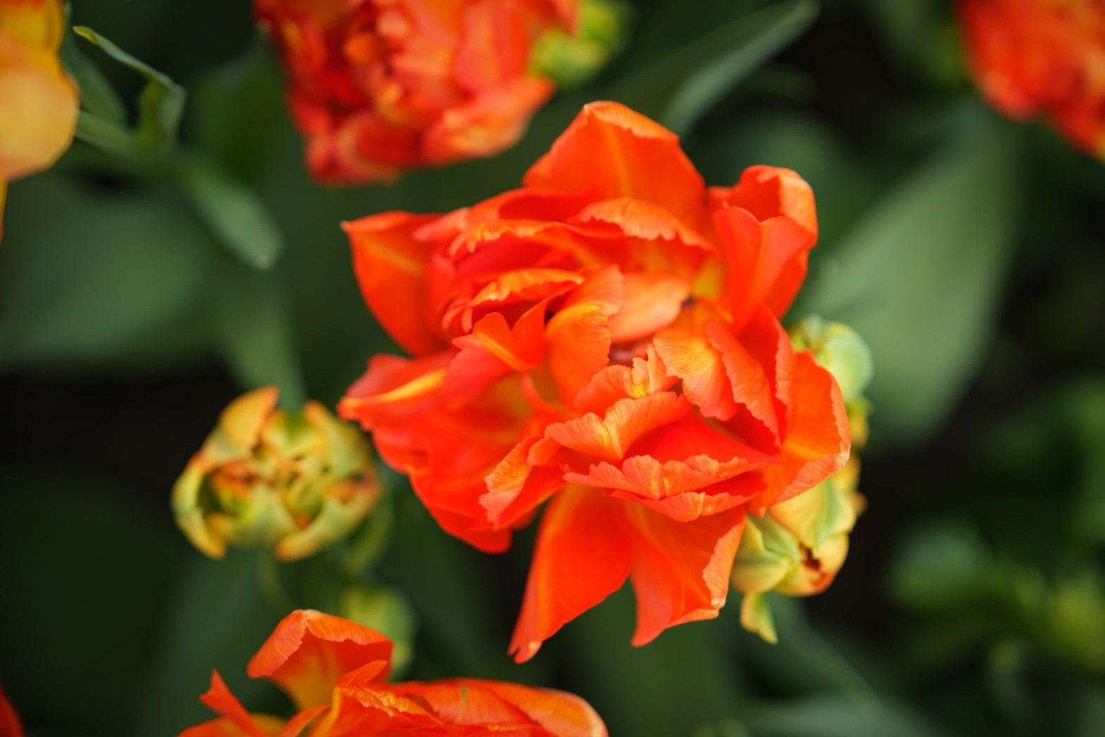 Tulipa 'Orange Princess'