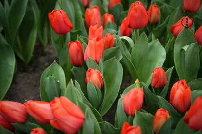 Tulipa 'Parade'
