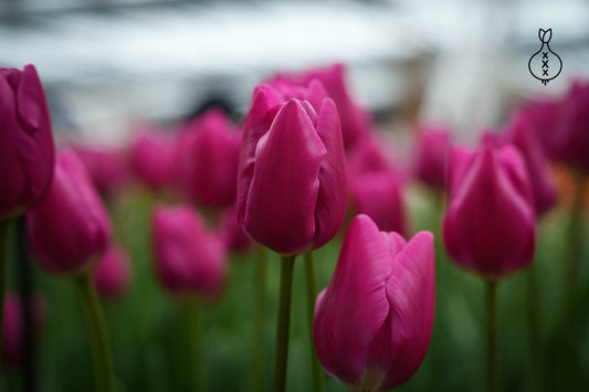 Tulipa 'Pink Ardour'