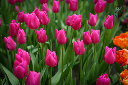 Tulipa 'Pink Ardour'