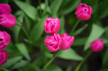 Tulipa 'Pink Ardour'
