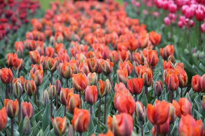 Tulipa 'Prinses Irene'
