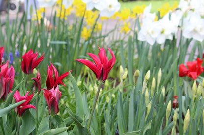 Tulipa 'Purple Doll'