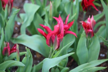 Tulipa 'Purple Doll'